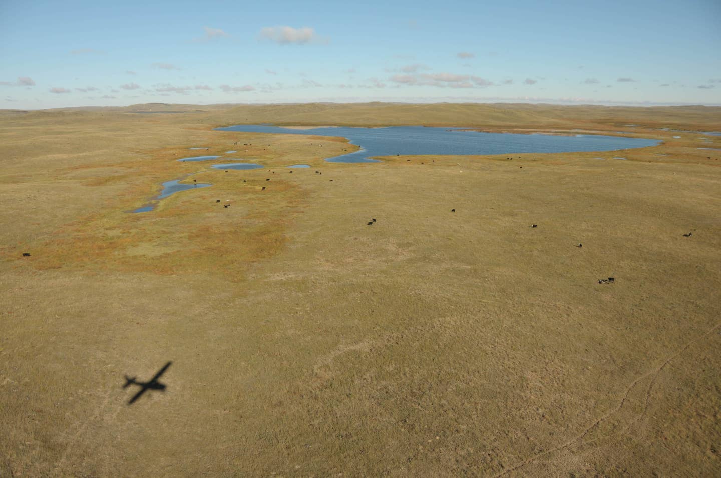 Sandhills-Flight.jpg