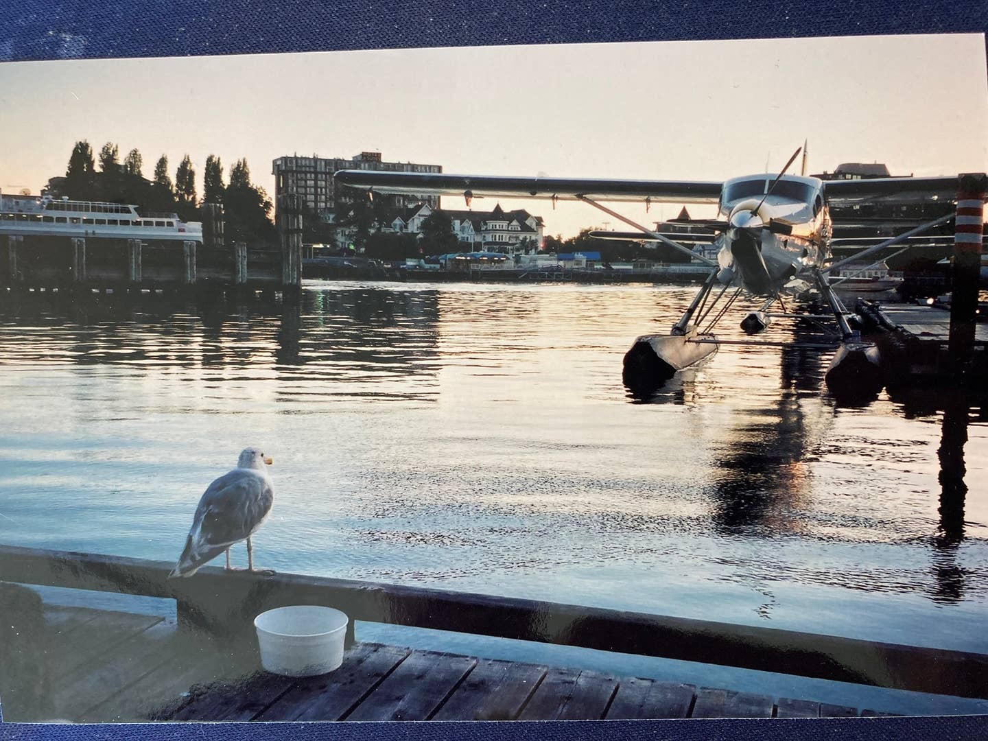 Two-Seabirds.jpg